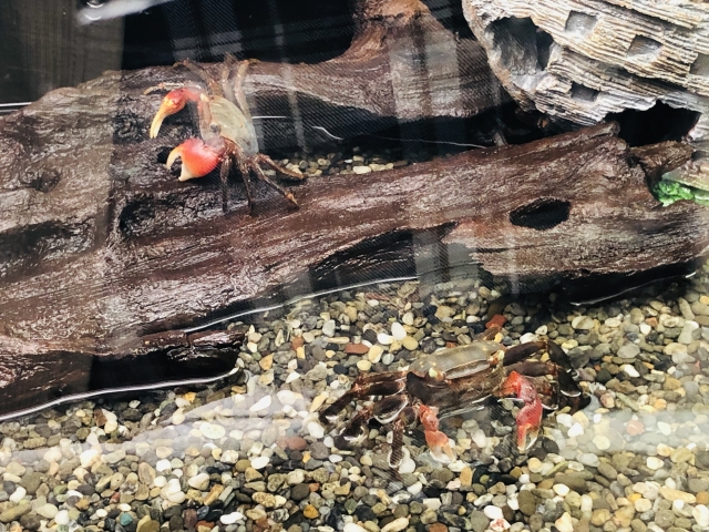 流木と水槽の底にいるカニの仲間