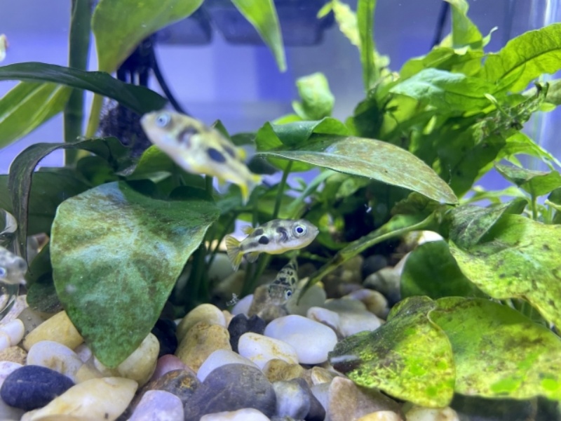 水草と小石に囲まれたフグの仲間