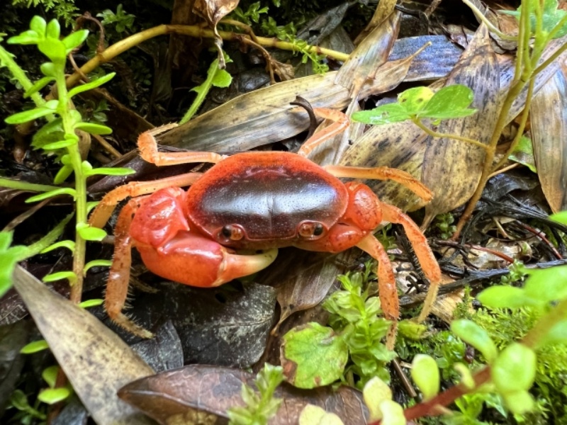 赤みがかったカニと緑の植物のクローズアップ