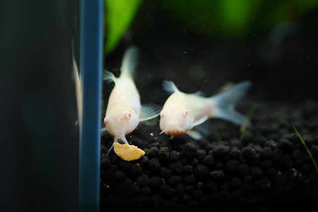 アルビノコリドラスが餌を食べる様子