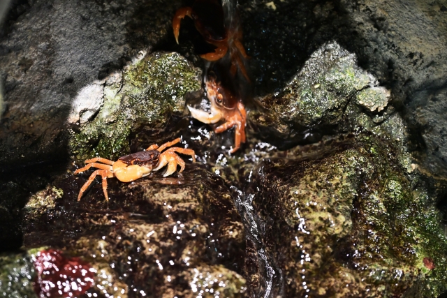 岩場にいるオレンジ色のカニの仲間