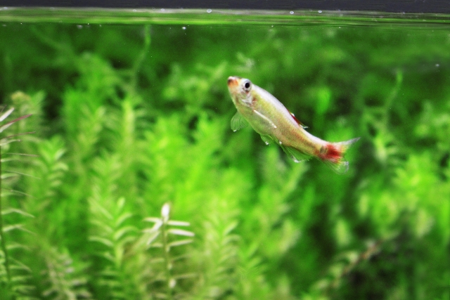 水槽で泳ぐメダカの赤い尾びれ