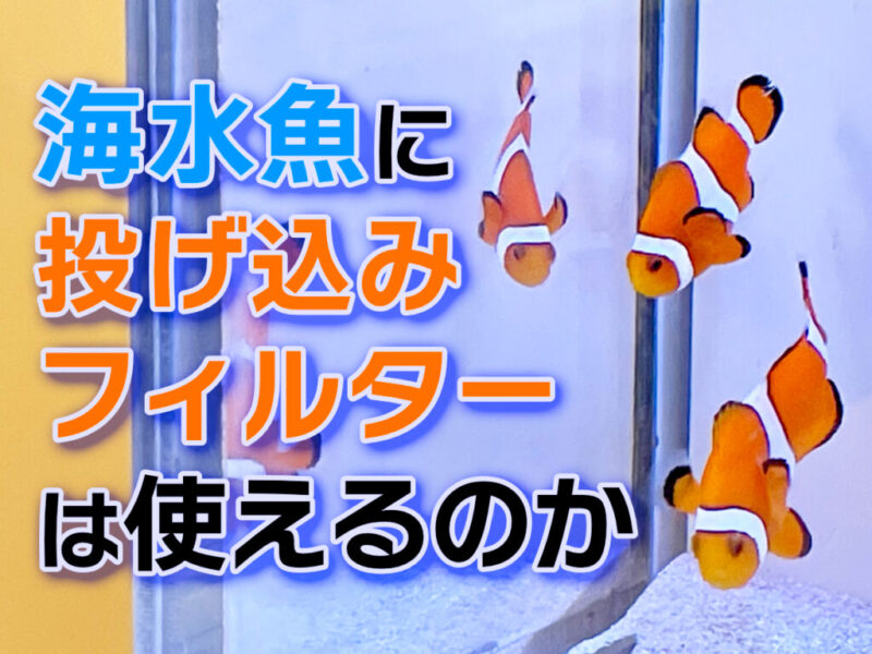 投げ込み式フィルターの海水魚水槽活用法!補助ろ過や隔離水槽で便利サムネイル