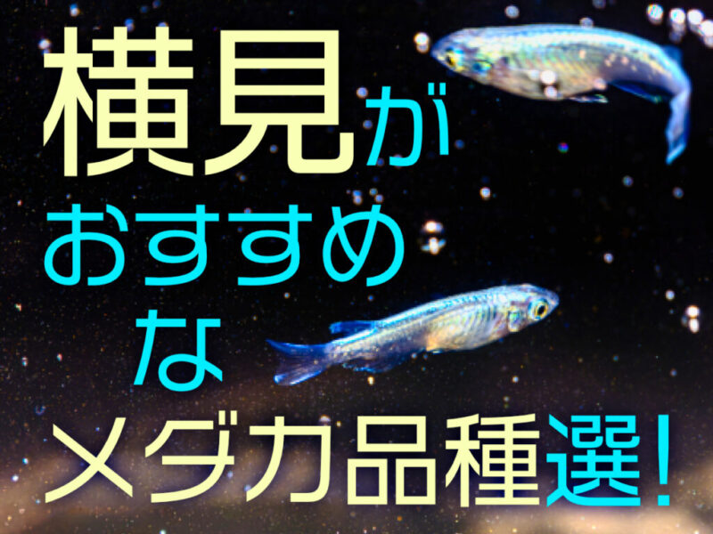 横見が美しいメダカ品種10選と室内飼育におすすめの水槽・照明を紹介!サムネイル