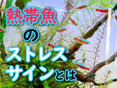熱帯魚のストレスサイン10選！体色・泳ぎ方・食欲から不調を見抜く方法