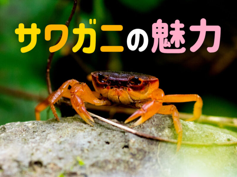 サワガニの魅力!身近な淡水ガニの生態・マメ知識と飼育の楽しさを紹介サムネイル