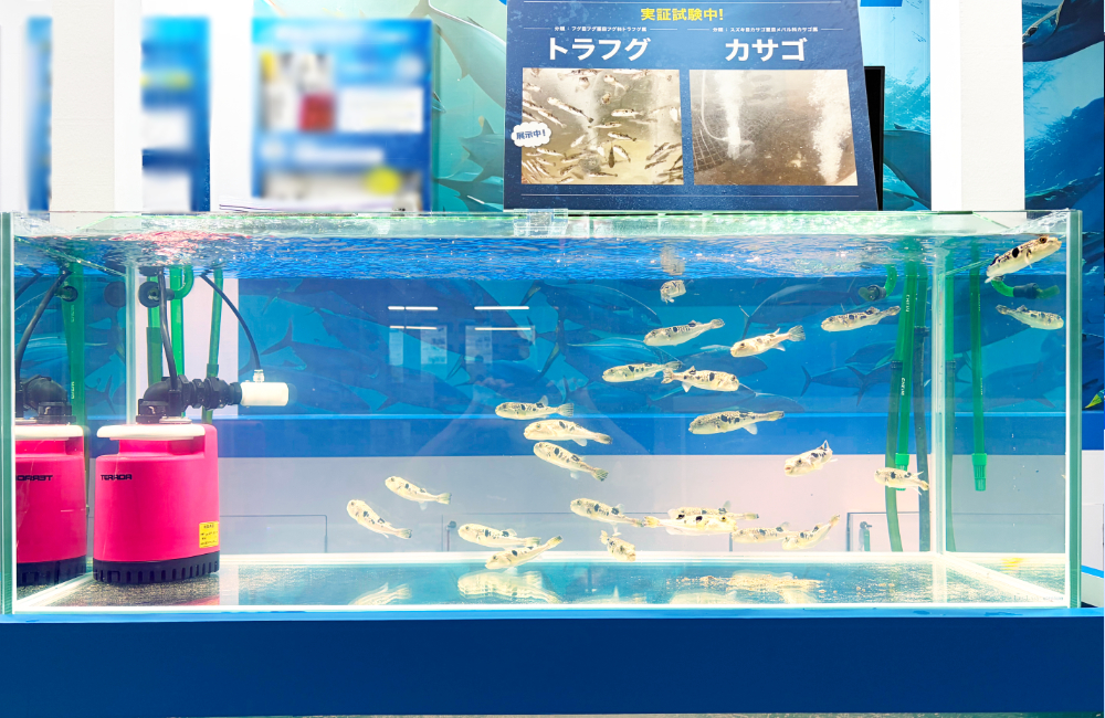 水槽内に多数のフグが泳ぐ様子