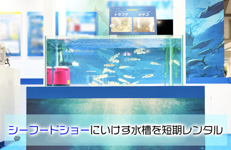 シーフードショーにトラフグ水槽を短期レンタル!曝気装置と養殖魚の展示事例サムネイル