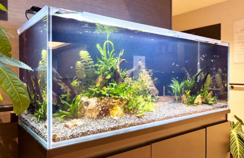 福岡市の介護施設に120cm熱帯魚水槽をレンタル!小型魚が泳ぐ癒しのエントランス 水槽画像3