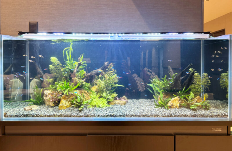 福岡市の介護施設に120cm熱帯魚水槽をレンタル!小型魚が泳ぐ癒しのエントランス 水槽画像4