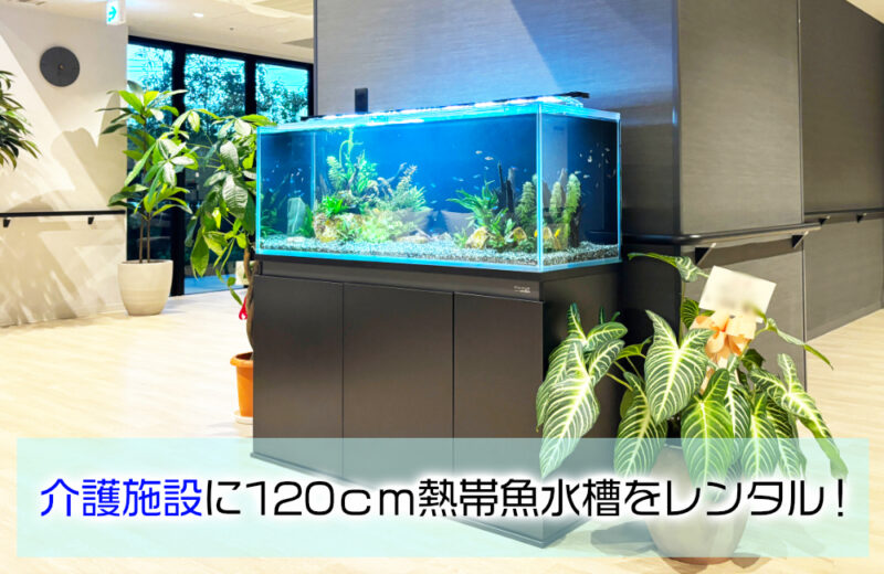 福岡市の介護施設に120cm熱帯魚水槽をレンタル!小型魚が泳ぐ癒しのエントランスサムネイル