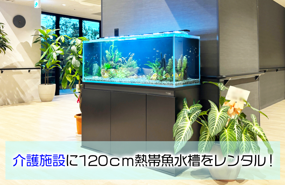 福岡市の介護施設に120cm熱帯魚水槽をレンタル！小型魚が泳ぐ癒しのエントランス メイン画像