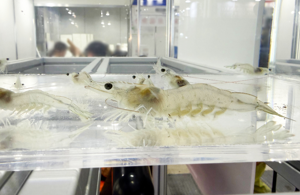 透明な水槽に透明なエビの群れ