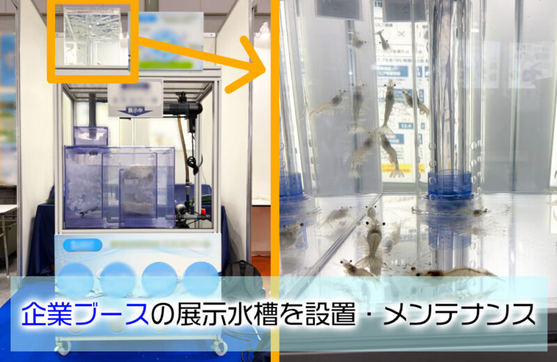 シーフードショーの企業ブースに展示水槽を設置!バナメイエビと特殊ろ材をPRサムネイル