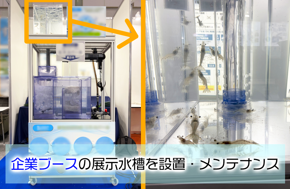 シーフードショーの企業ブースに展示水槽を設置！バナメイエビと特殊ろ材をPR メイン画像