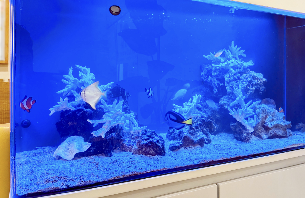 青い海水魚水槽にサンゴと熱帯魚の配置