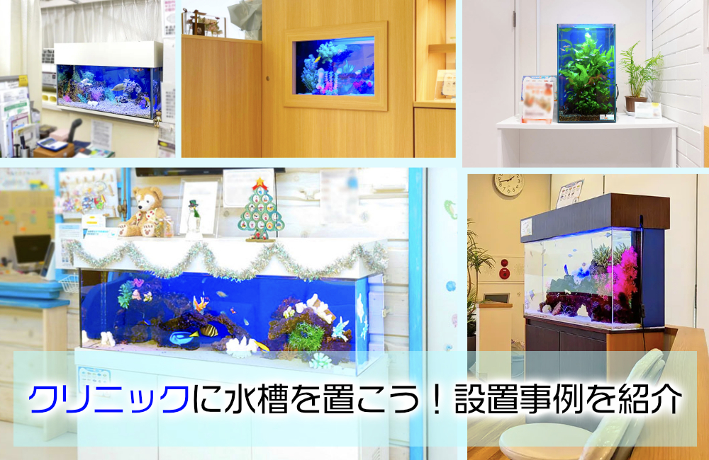 クリニックに水槽を置こう!海水・淡水・特注水槽の設置事例を紹介 メイン画像