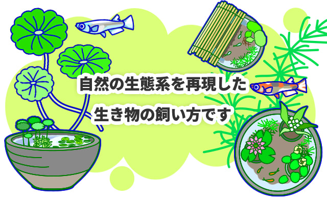 ビオトープとは