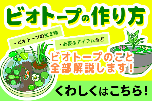 ビオトープの作り方