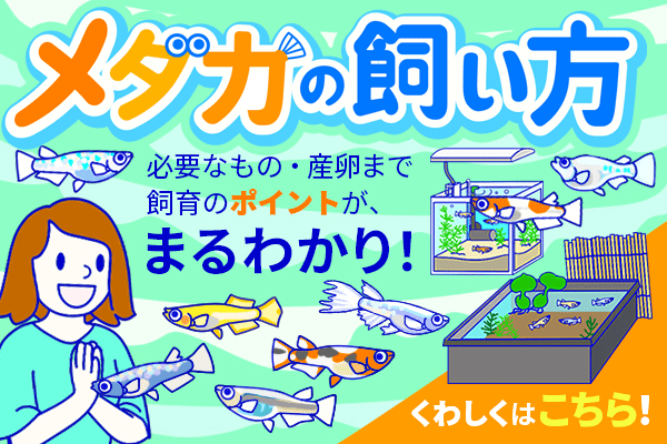 メダカの飼い方