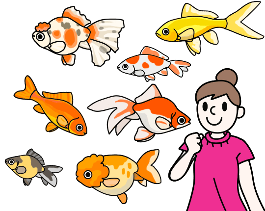 金魚 飼育 金魚 飼育