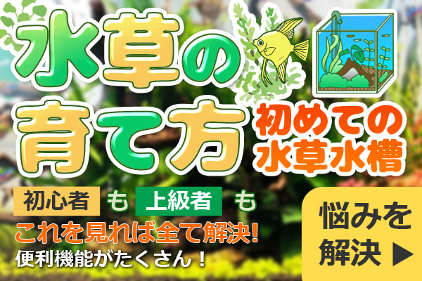 水草の育て方!初めての水草水槽