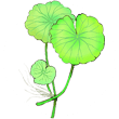 水草の育て方とは
