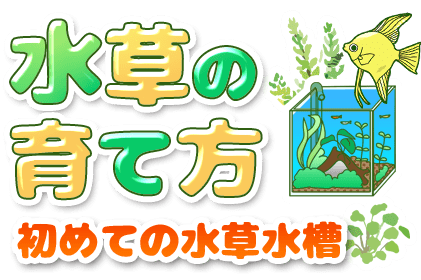 水草の育て方 初めての水草水槽