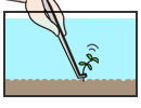 植え付け