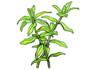 有茎草