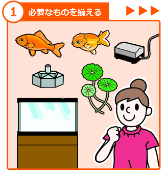 金魚の飼い方 ステップ1