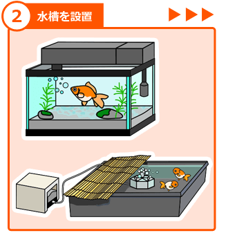 金魚の飼い方 ステップ2