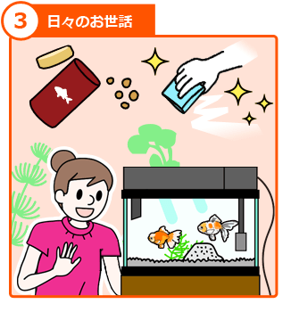金魚の飼い方 ステップ3