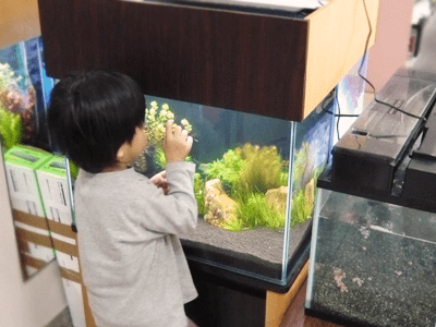 金魚を長生きさせる方法1
