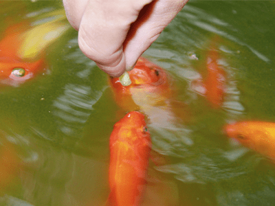 金魚を長生きさせる方法2