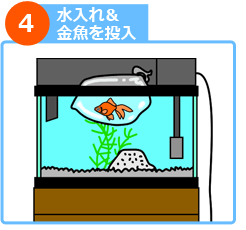 室内金魚水槽 設置ステップ4