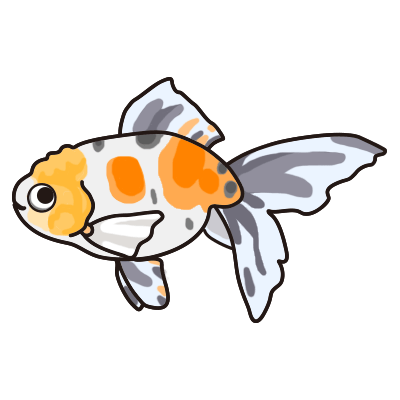 東錦 金魚の飼い方