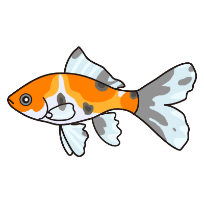 ブリストル朱文金 金魚の飼い方