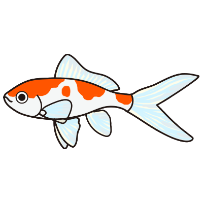 コメット 金魚の飼い方