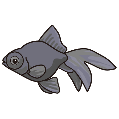 出目金 金魚の飼い方