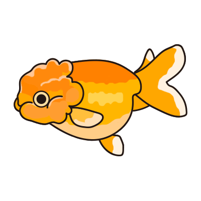 ランチュウ 金魚の飼い方