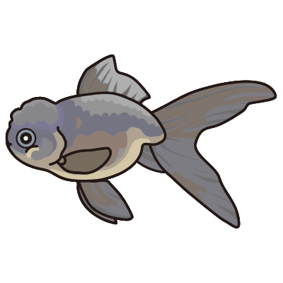 青文魚 金魚の飼い方