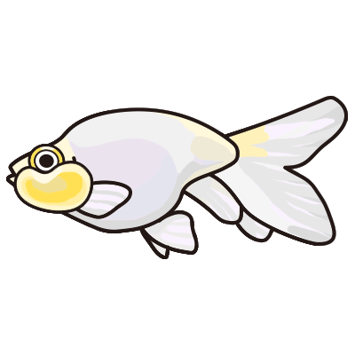 水泡眼 金魚の飼い方