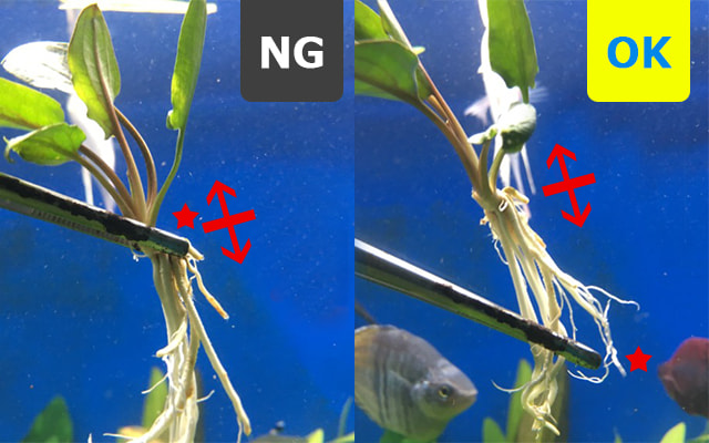 水草の植え方1