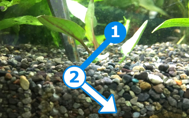 水草の植え方3