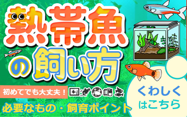 熱帯魚の飼い方