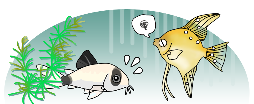 熱帯魚 病気