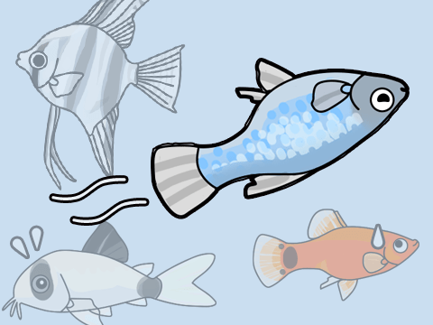 熱帯魚 転覆病