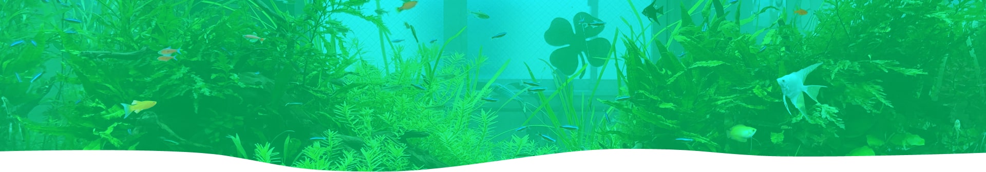 熱帯魚 水槽
