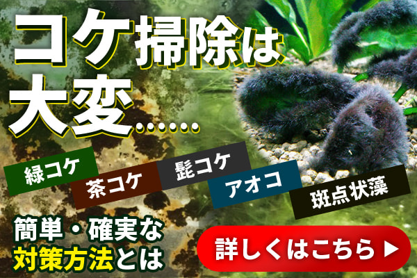 水槽のコケ対策